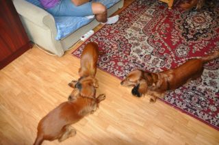 NADIM jamniki Kollapsar